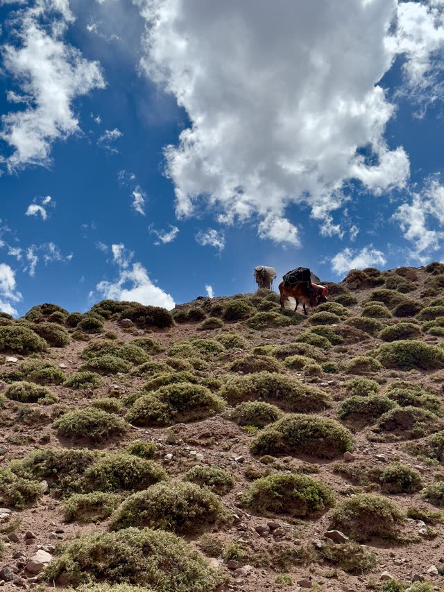 Several mules grazing on sparse bushes
