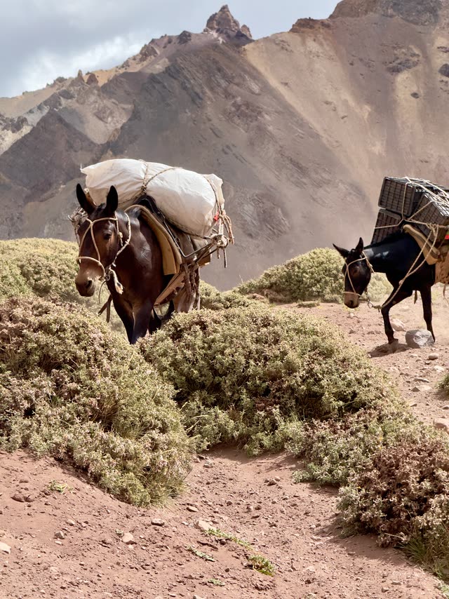 Pack mule carrying heavy supplies on rocky trail