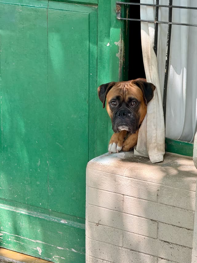 Brown boxer dog peeking out of a green window