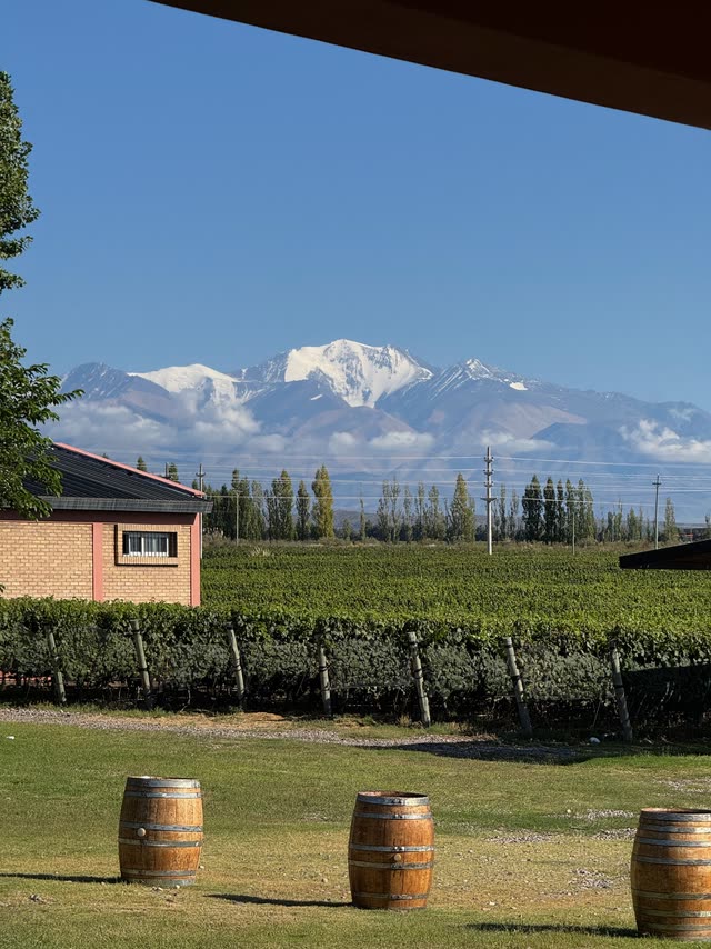 Snow-covered mountains behind lush vineyard