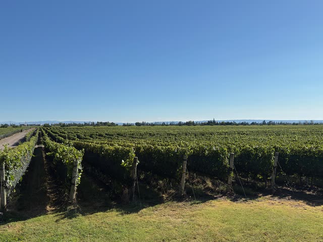 Perspective view down rows of grapevines