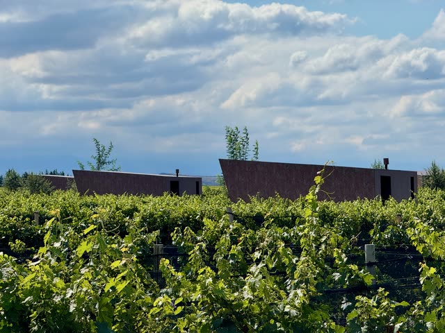 Modern winery building surrounded by vineyards