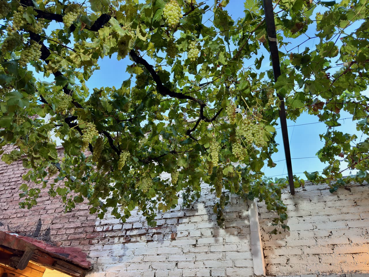 View through green leaves at rustic stone wall