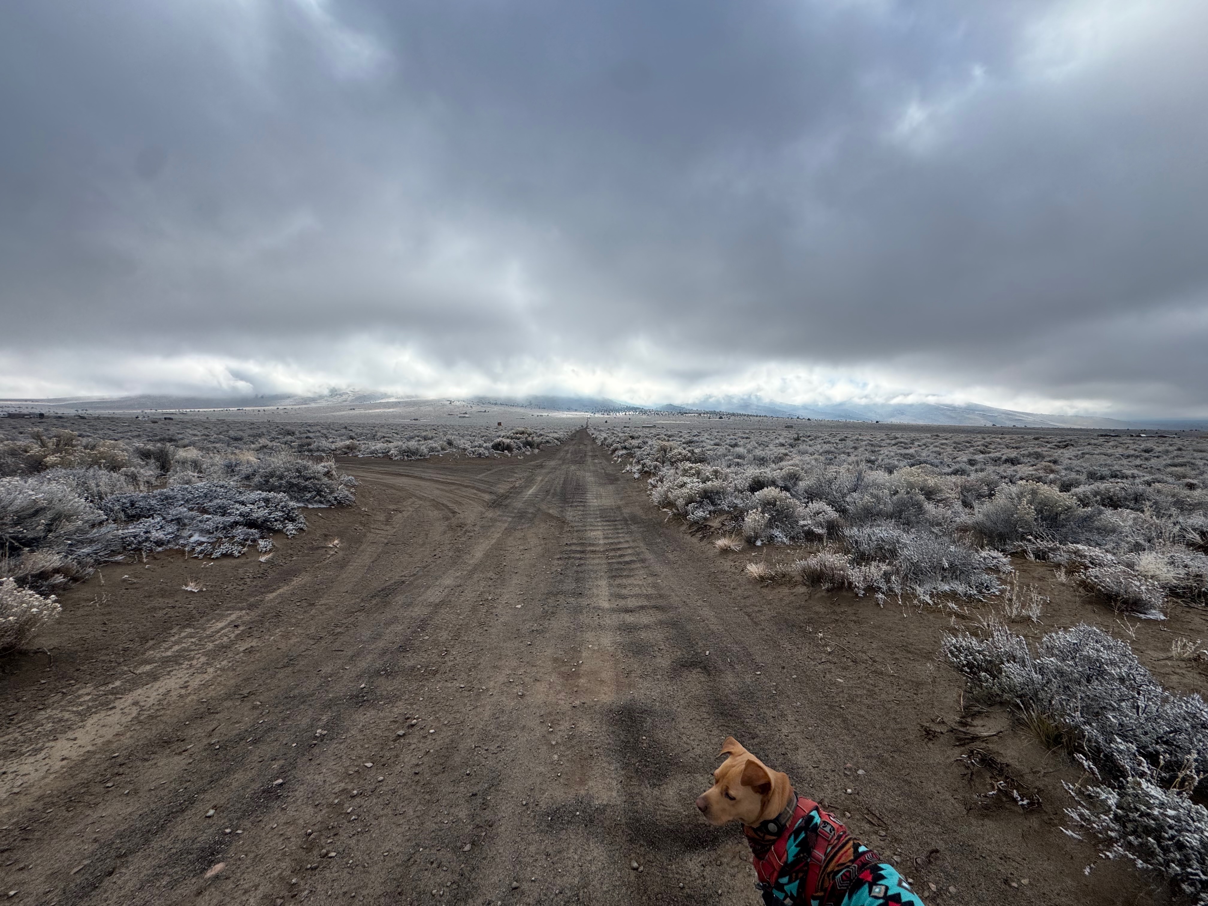 Frosted desert road with dog and clouds ahead