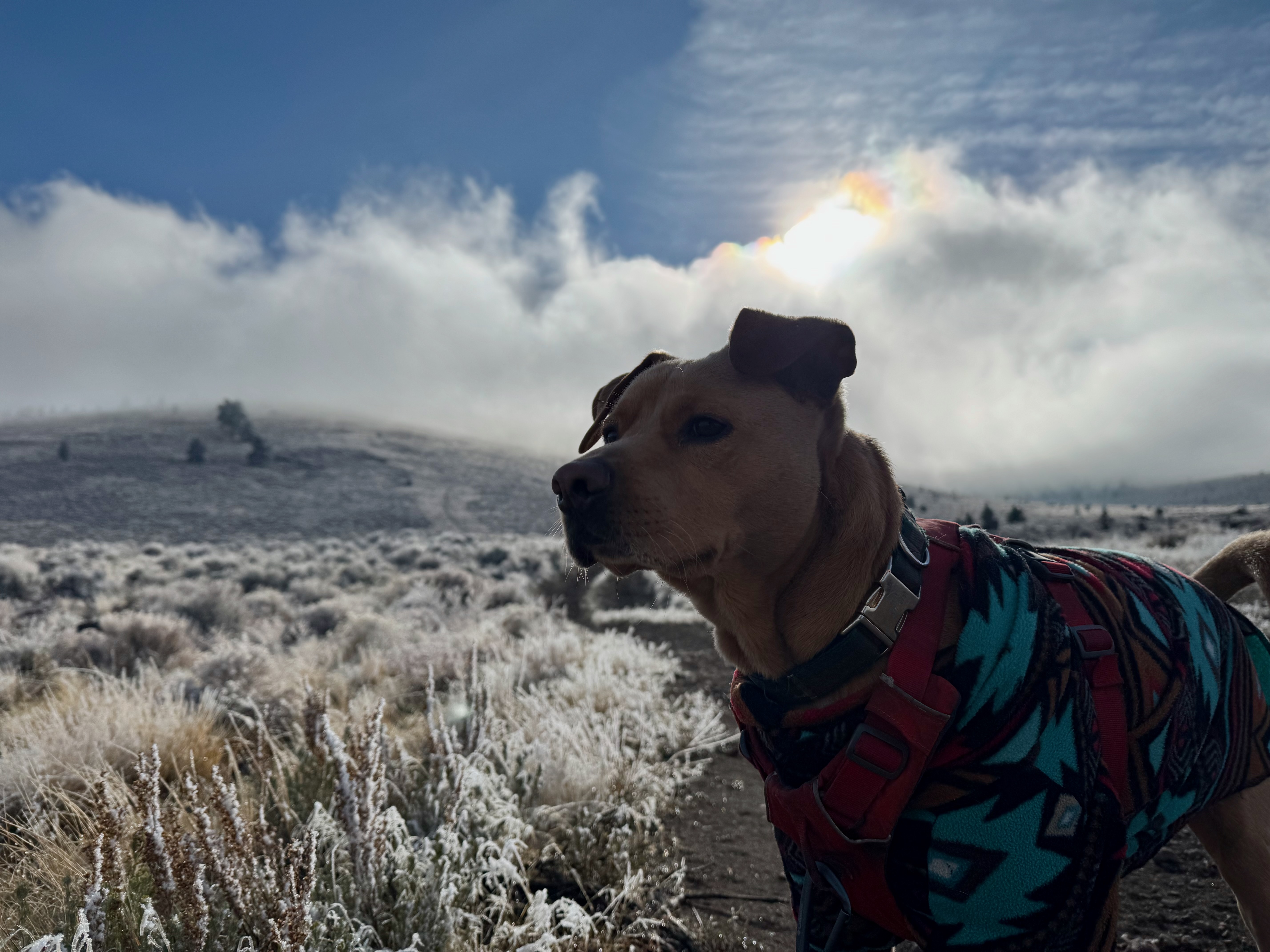 Dog in patterned jacket against snowy sage