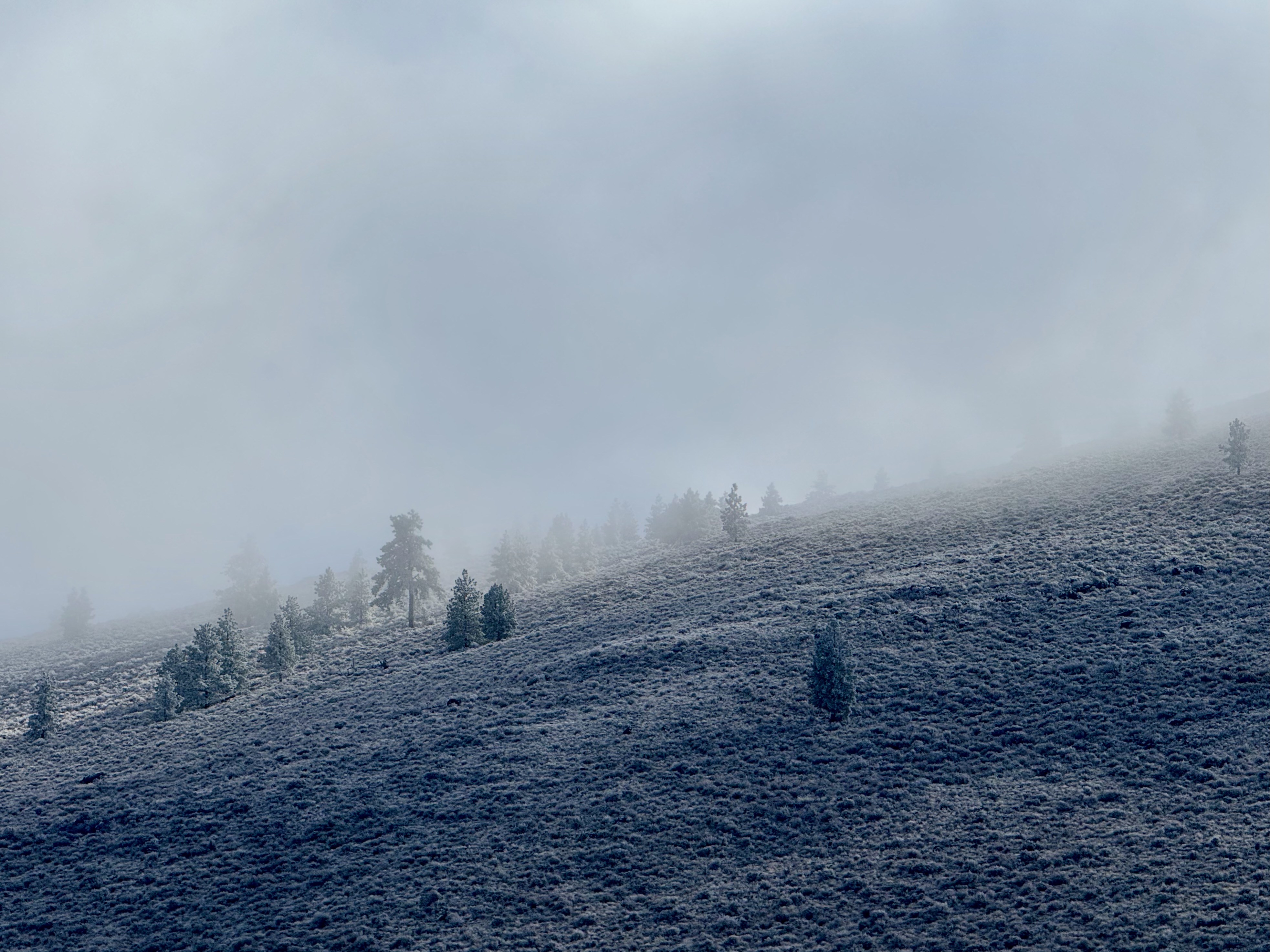 Frosted trees fading into fog on the slope