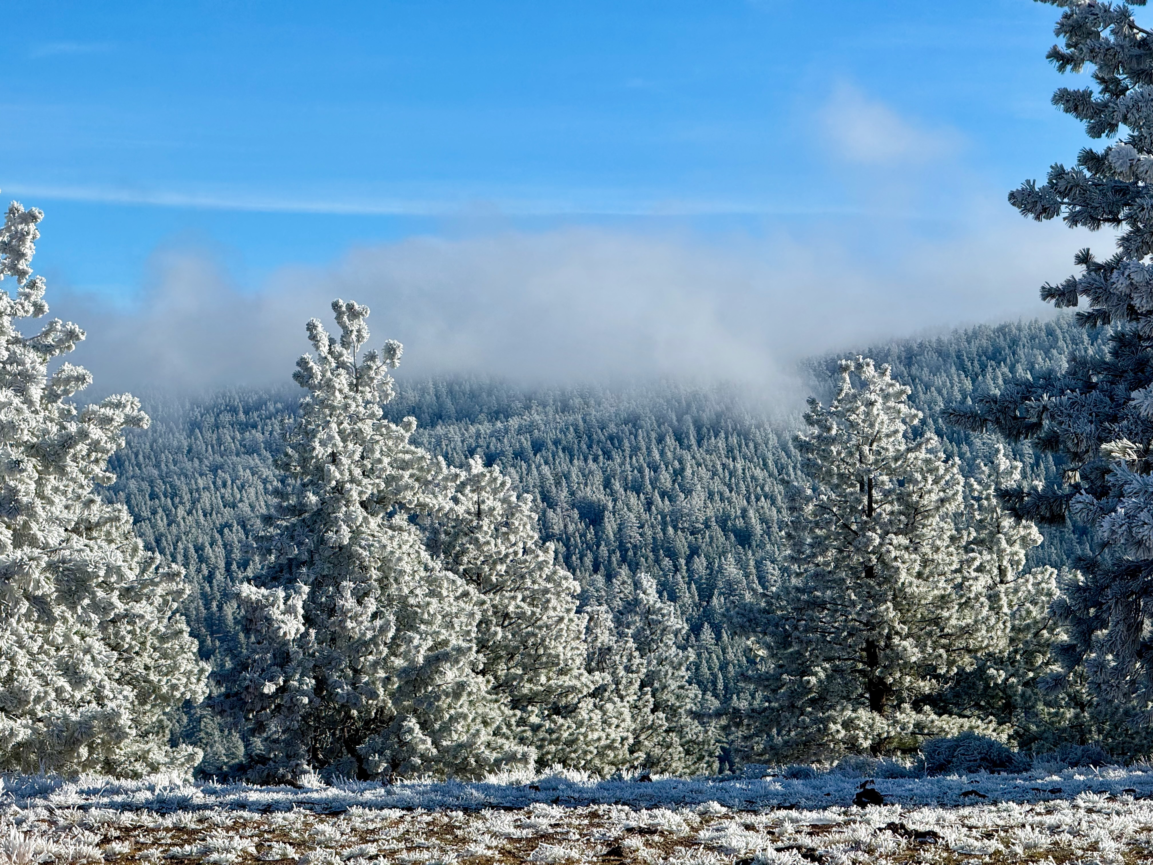 Frosted pine forest under blue sky