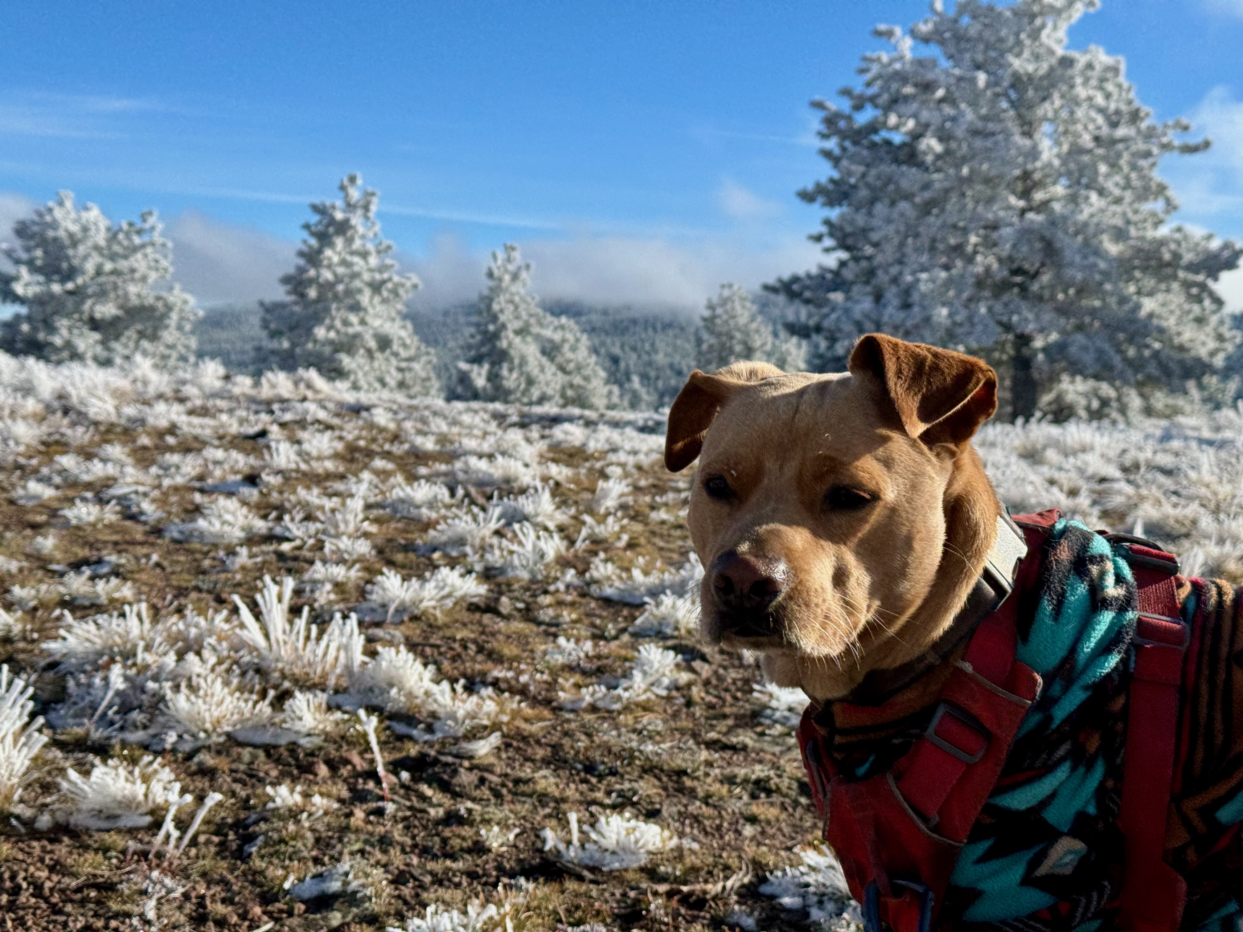 Dog standing in frosted clearing with trees behind