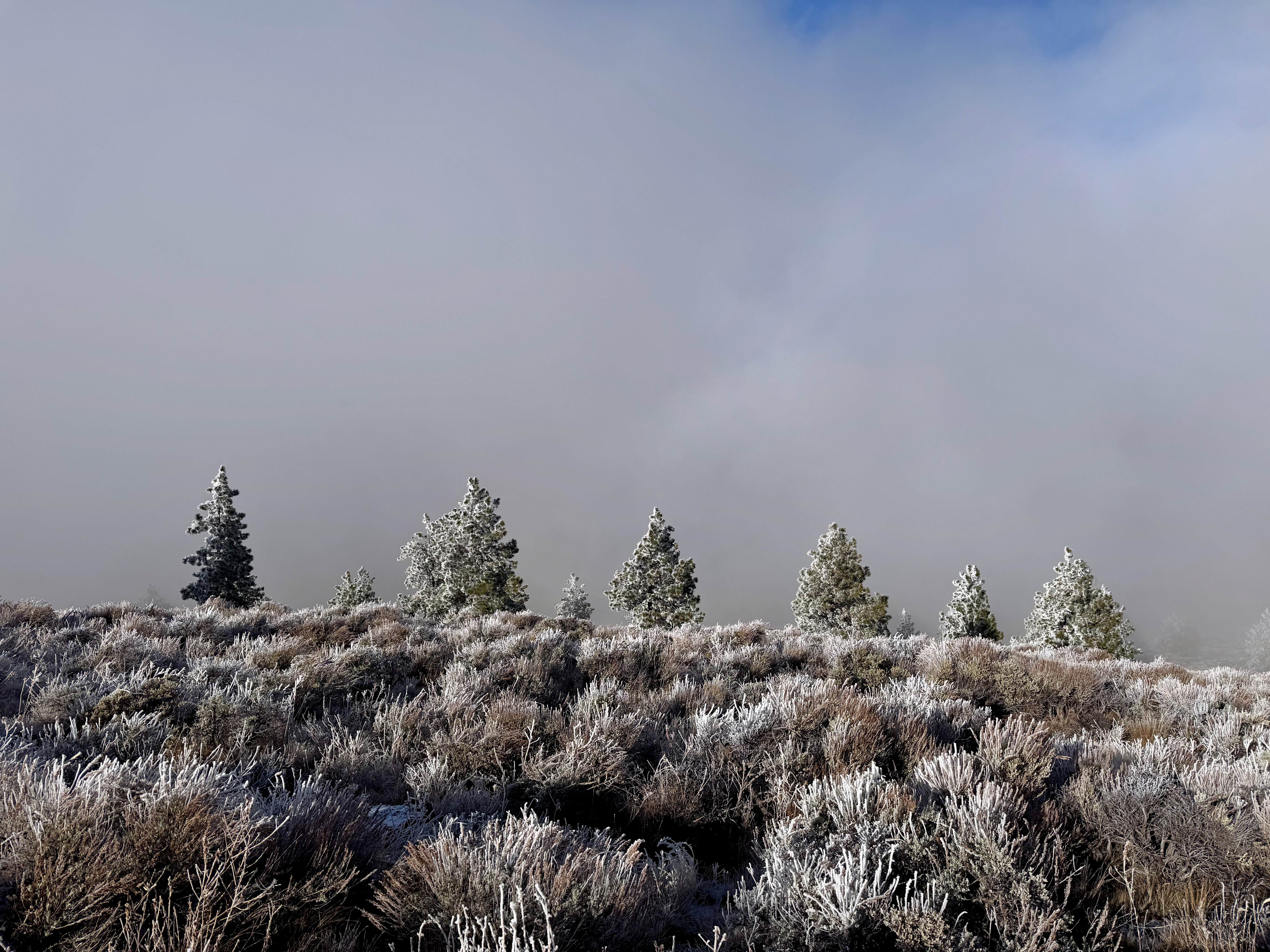 Row of frosted trees at cloudline