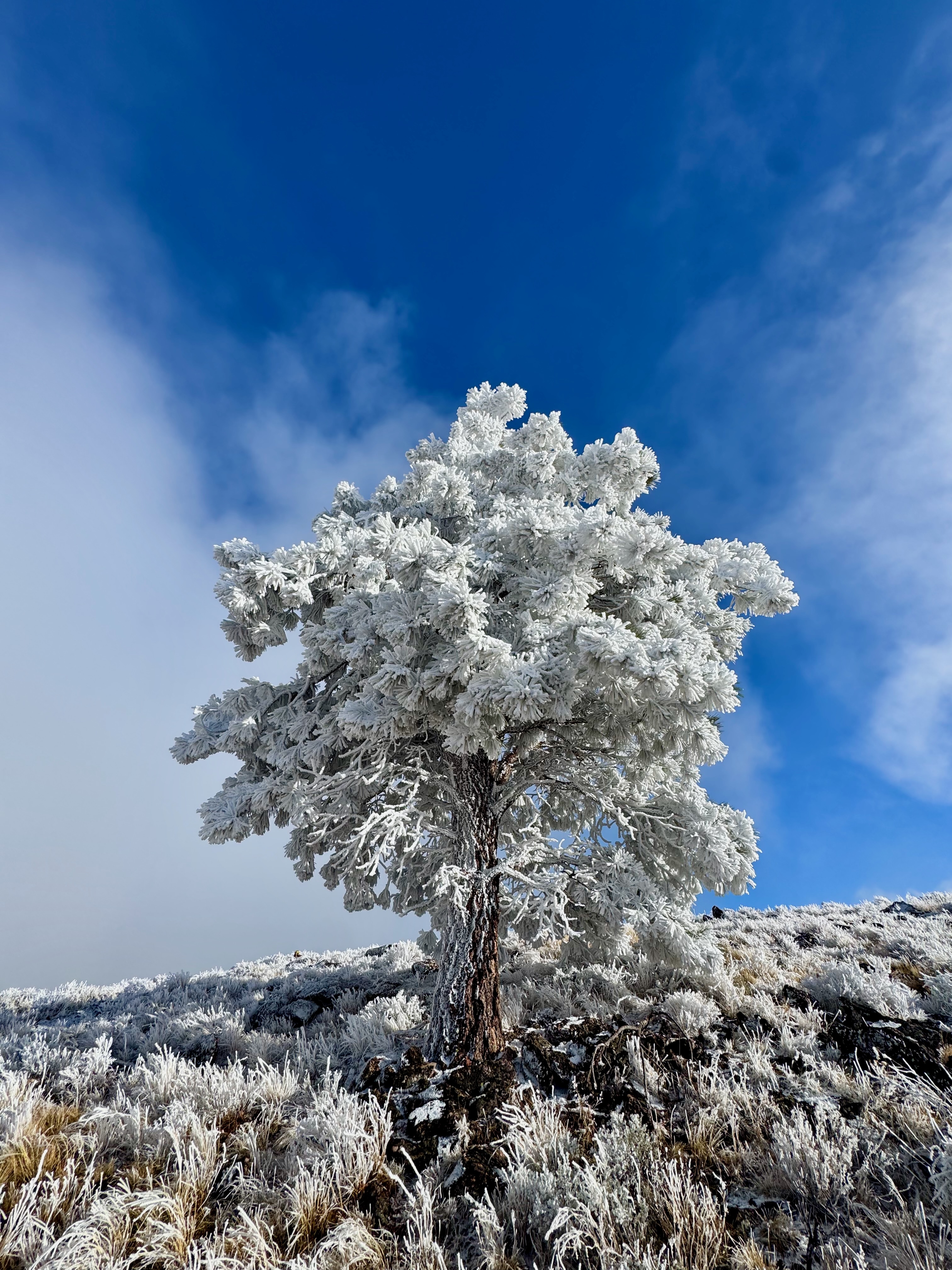 Single frosted tree against blue sky