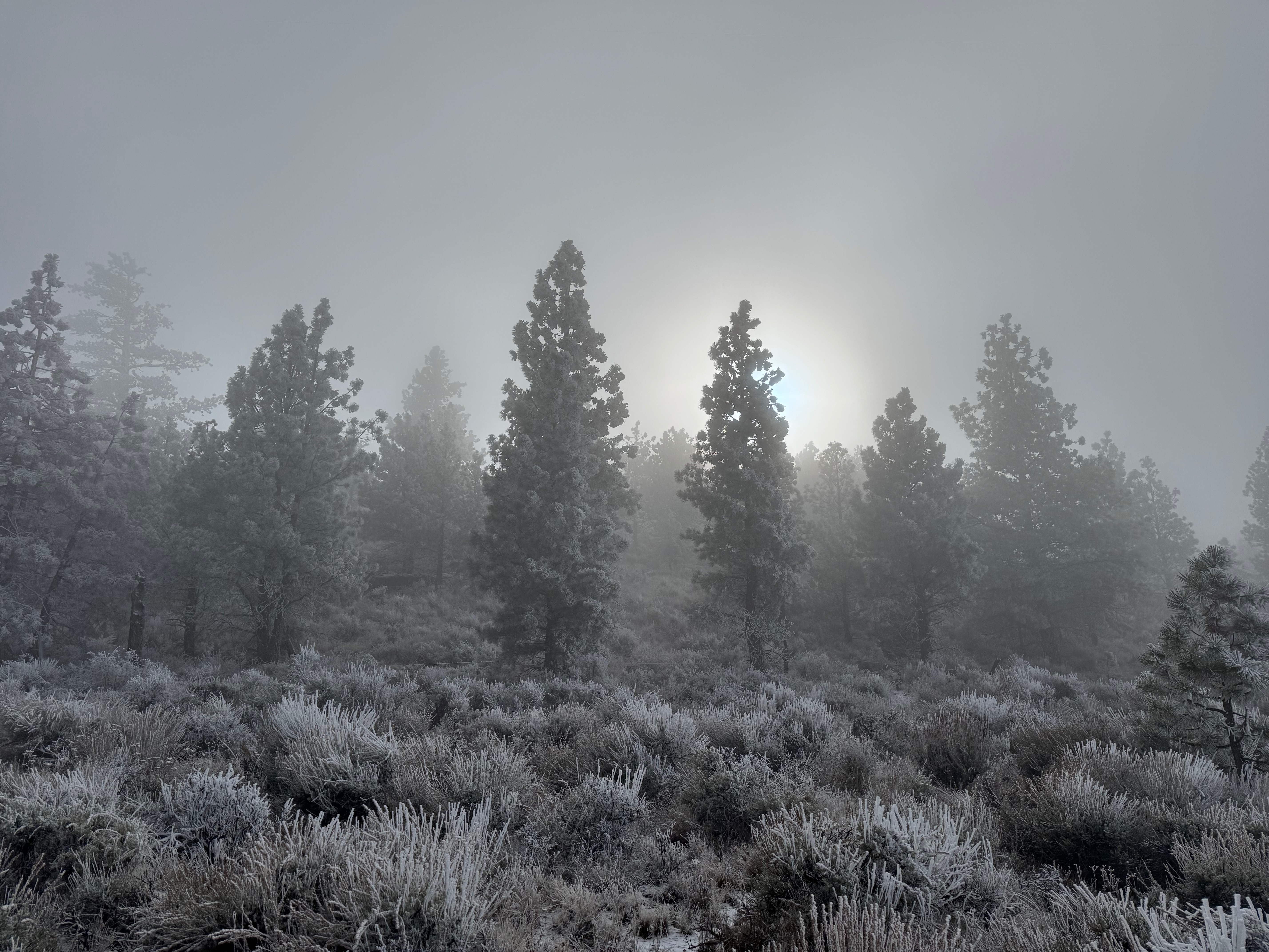 Sun trying to burn through fog behind trees