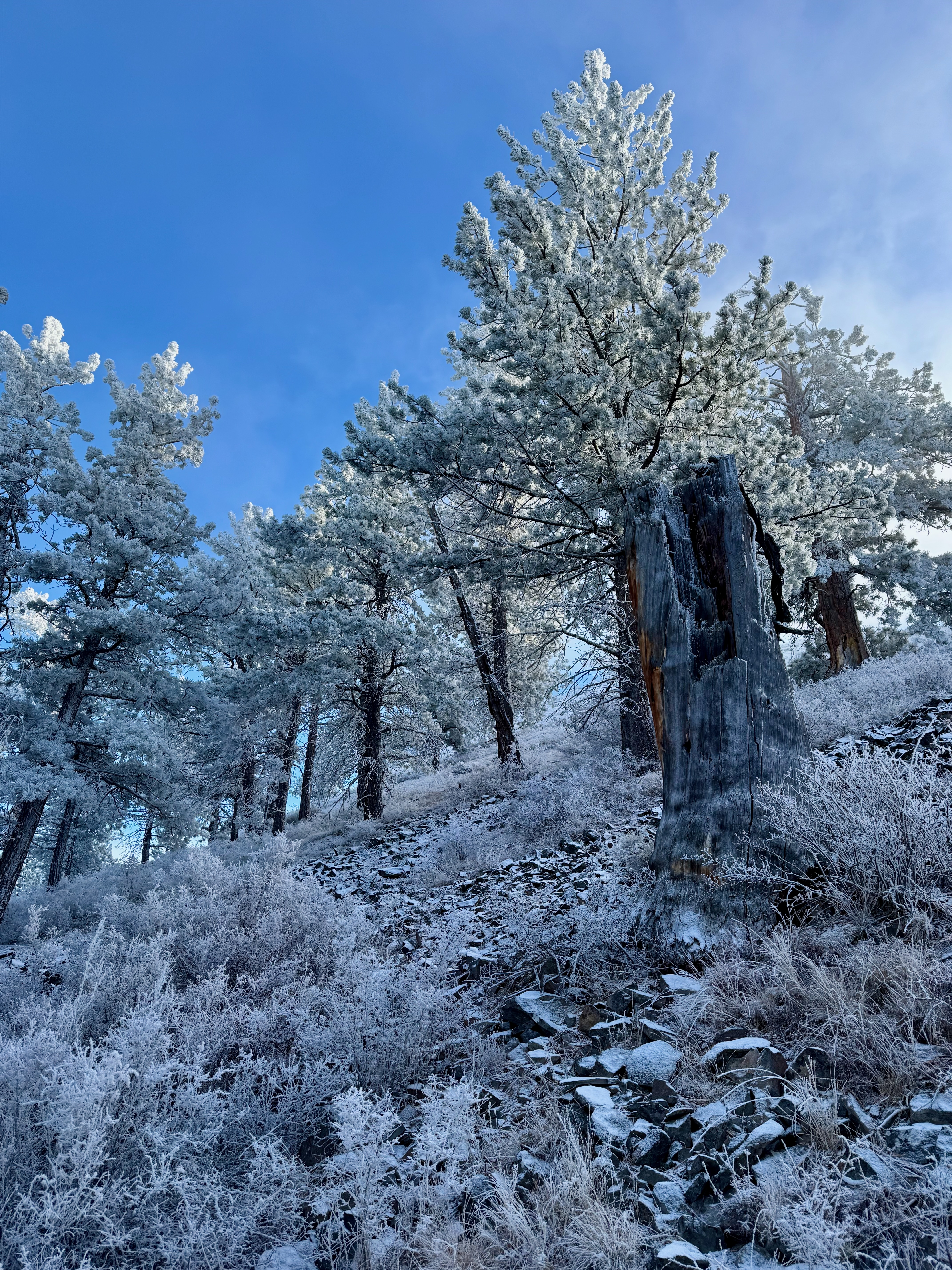 Steep frosted hillside with trees and stump
