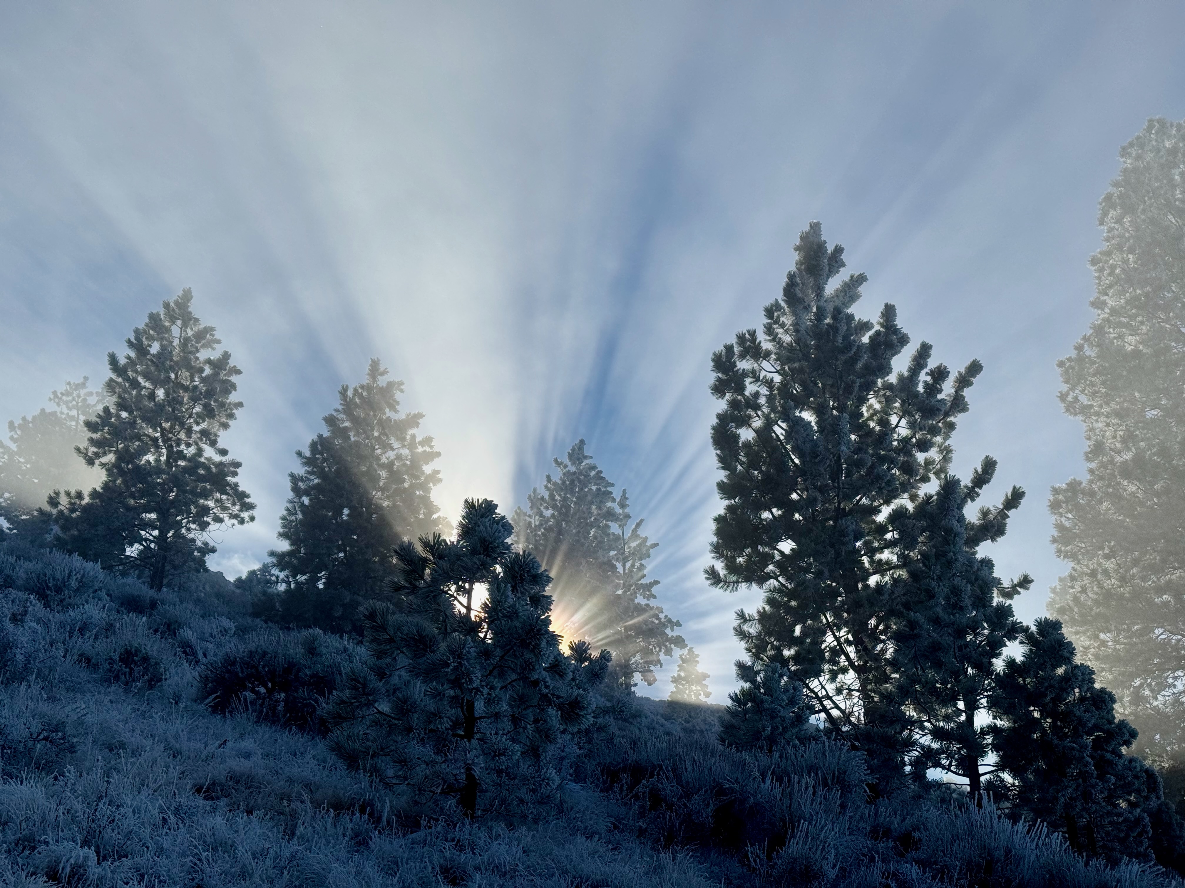Sun rays fanning out behind frosted trees