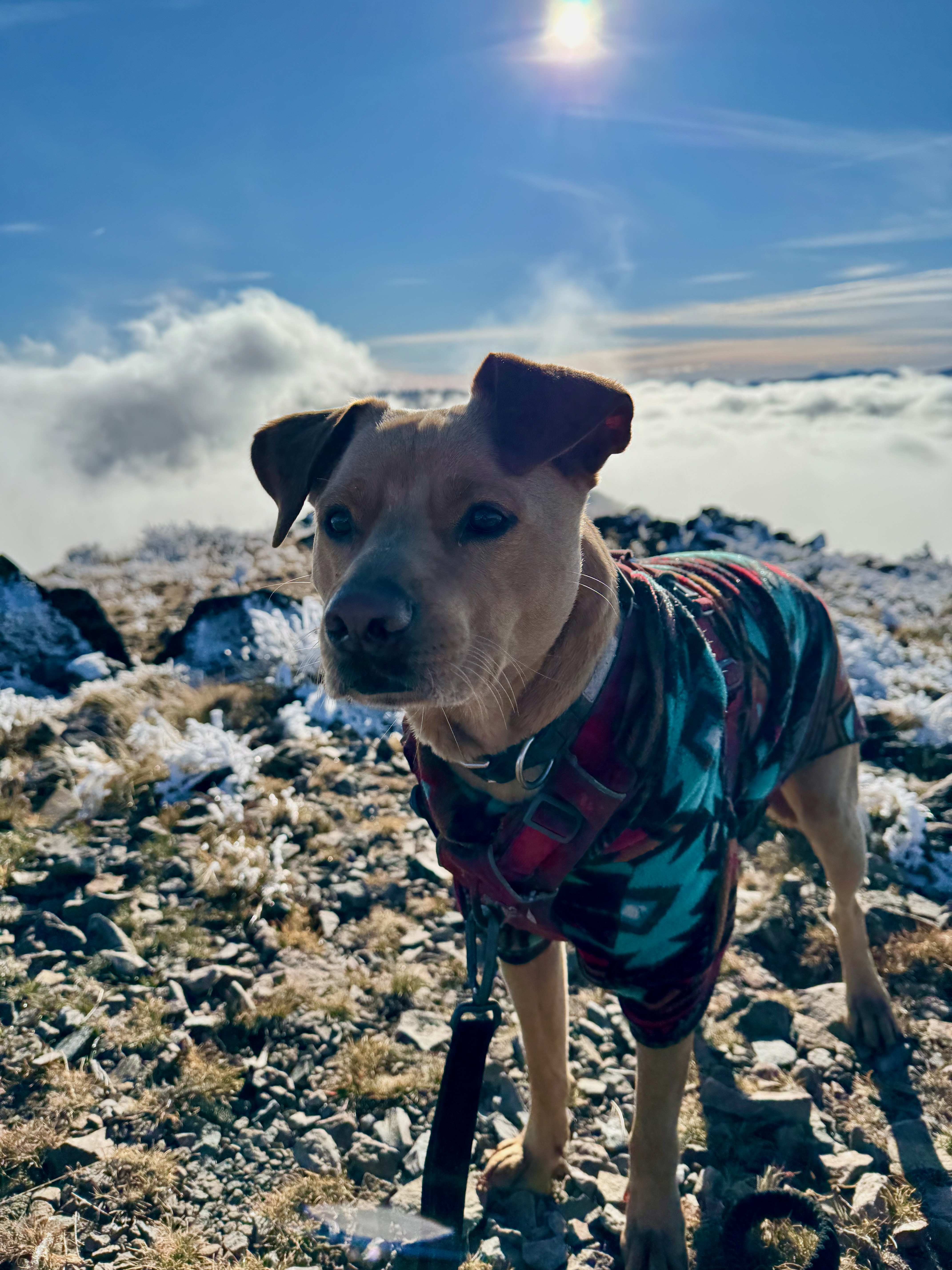 Dog on rocky summit above clouds