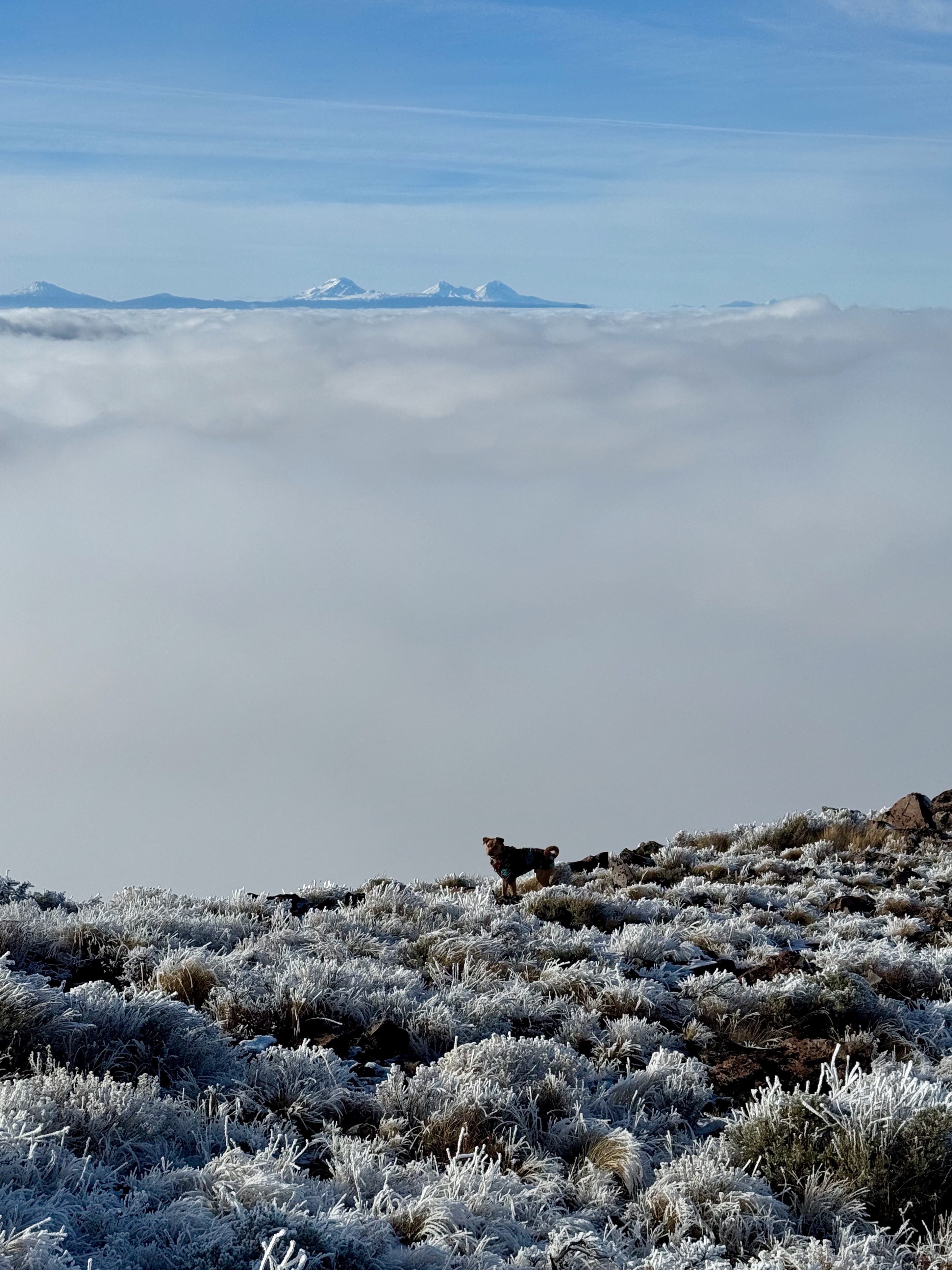 Dog running along snowy ridge with peaks in distance