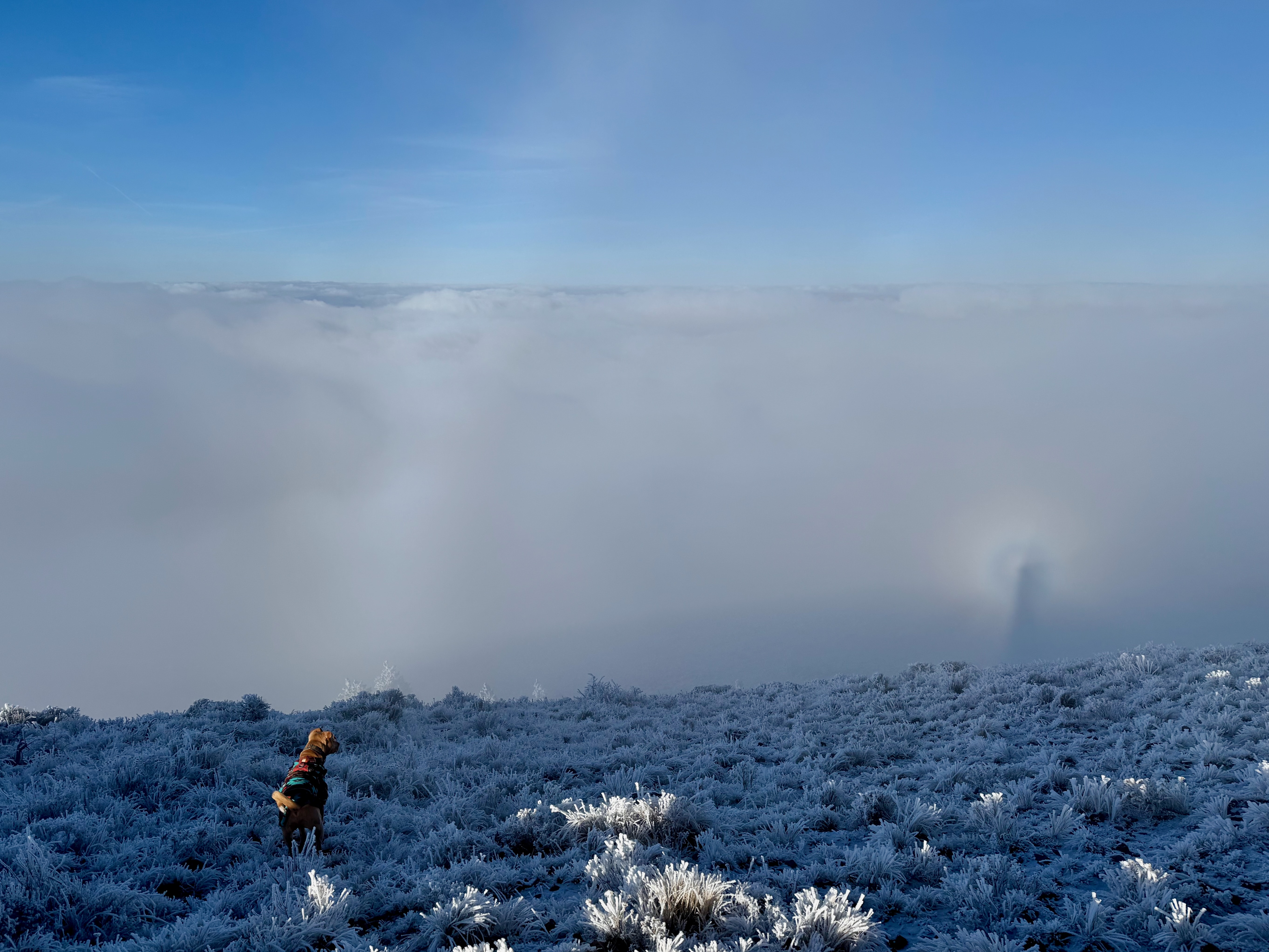 Dog on frosted ground with Brocken spectre in clouds